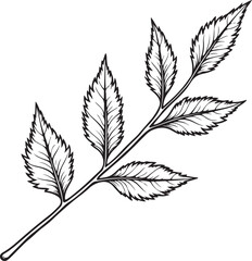 Fototapeta premium a black and white line drawing of a branch with six leaves. The leaves are arranged in a symmetrical pattern