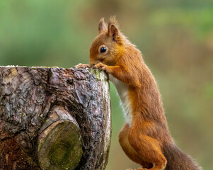 Close up of a cute and inquisitive little scottish red squirrel in the woodland