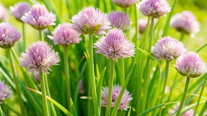 A vibrant bunch of purple chive flowers blooming in a lush green field, showcasing gardening and herb cultivation.