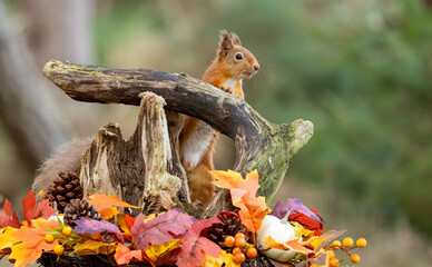 Curious little scottish red squirrel in an autumnal scene in the forest
