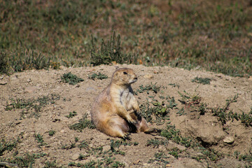 Prairie dog sitting