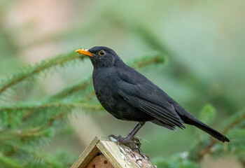 Fototapeta premium blackbird on a branch