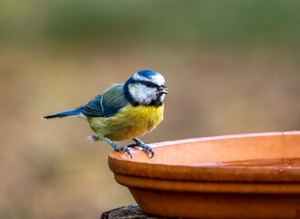 Cute little blue tit bird having a drink of water from a dish