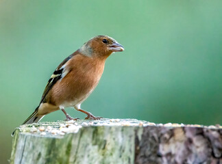 Close up of a beautiful male chaffinch eating seeds with natural background