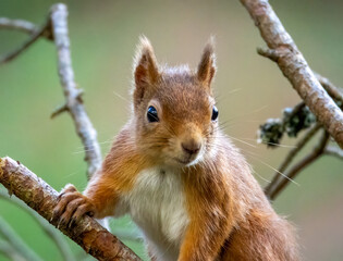 Close up of a cute and inquisitive little scottish red squirrel in the woodland