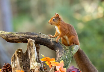 Curious little scottish red squirrel in an autumnal scene in the forest