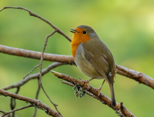 Close up of a robin redbreast singing 