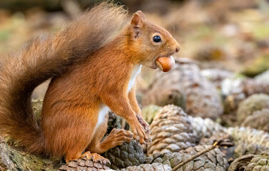 Hungry little scottish red squirrel with a nut in the forest