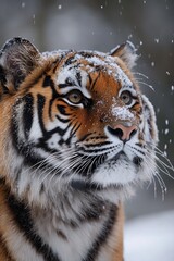 Obraz premium Siberian tiger looking up while snowing in winter