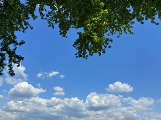 Tree green leaves against sky clouds