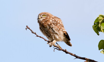 owl on a branch
