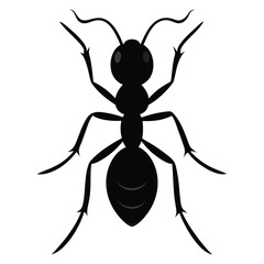 Black ant vector illustration on white background.
