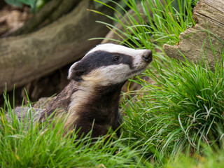 Badger ( Meles meles ) in Grass © Stephan Morris 
