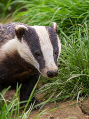 Badger ( Meles meles ) in Grass