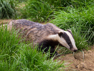 Badger ( Meles meles ) in Grass © Stephan Morris 