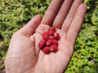 hand holding a bunch of ripe strawberries on a background of forest