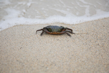 Crab In The Sand