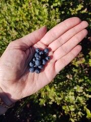 hand holding a bunch of ripe blueberries on a background of forest