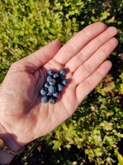 hand holding a bunch of ripe blueberries on a background of forest