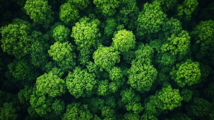 Fototapeta premium Aerial View of Lush Green Forest Canopy