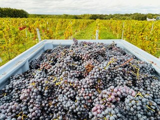 Harvest grape in France Vinyard