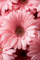 pink gerbera daisies close-up