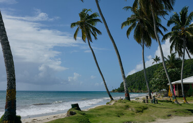 Palms and wind at Playa Manzanillo, providencia island, colombia