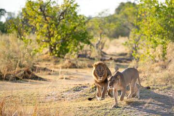 Family of African lion (Panthera leo), male with female lion, with beautiful morning light, Moremi...