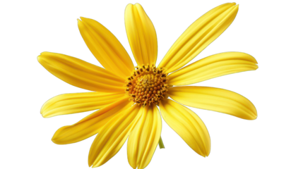 Yellow flower head isolated on transparent background. Floral element for design and print.