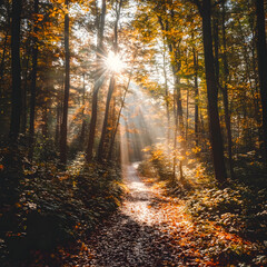 Obraz premium Enchanting Autumn Forest Path with Vibrant Foliage