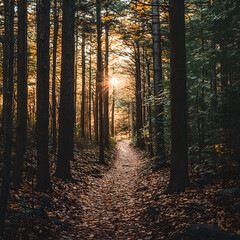 Obraz premium Enchanting Autumn Forest Path with Vibrant Foliage