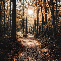 Obraz premium Enchanting Autumn Forest Path with Vibrant Foliage