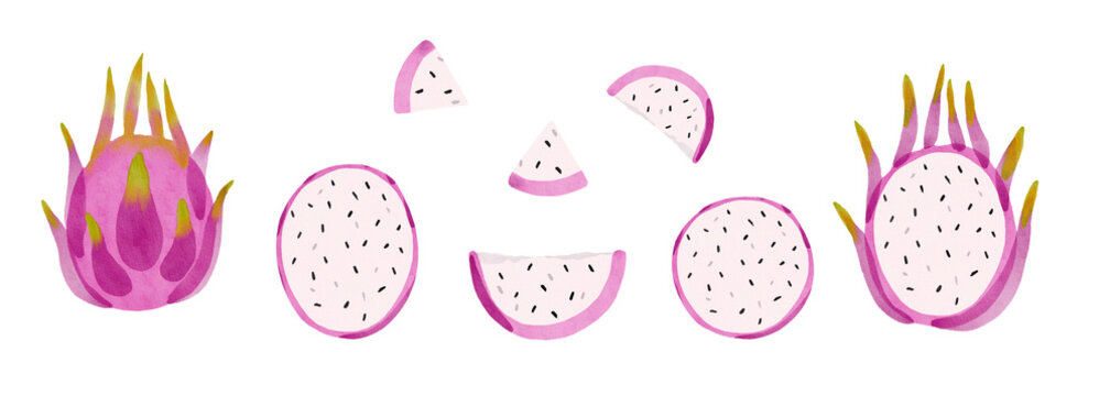 Slices of pitahaya watercolor hand drawn illustration. Tropical exotic fruit.