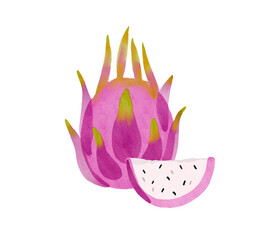 Pitahaya with slice watercolor hand drawn illustration. Tropical exotic fruit.