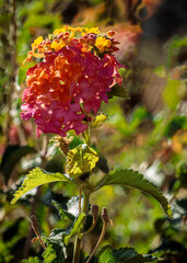 Rainbow Lantana 2