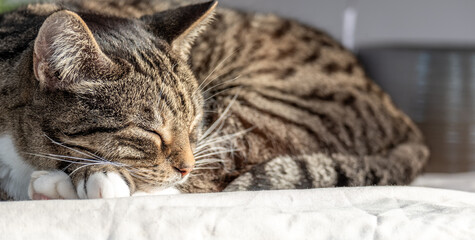 Peaceful Cat Sleeping on Sunlit Surface, Soft Fur and Tranquil Expression, Relaxation and Comfort in Feline Rest, Serene Moment Concept