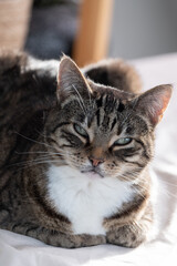 Relaxed striped cat with green eyes lying on cozy white bed enjoying sunlight, domestic animal leisure concept