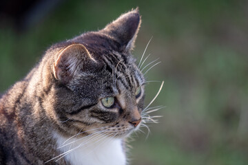 Majestic Cat with Tabby Fur, Green Eyes in Sunlit Outdoor, Close-Up Portrait of Feline, Nature Details Concept