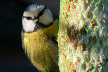 great tit © Piotr