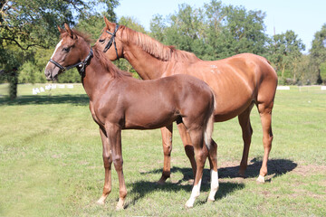 Fototapeta premium Beautiful young foal and mare showing skills at rural animal farm on horse survey show