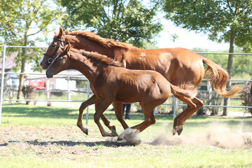 Beautiful young foal and mare showing skills at rural animal farm on horse survey show