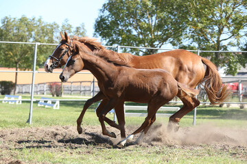 Beautiful young foal and mare showing skills at rural animal farm on horse survey show