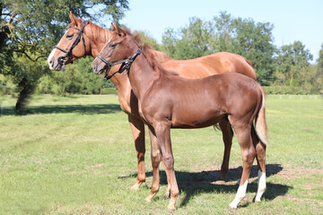 Obraz premium Beautiful young foal and mare showing skills at rural animal farm on horse survey show
