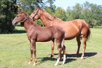 Beautiful young foal and mare showing skills at rural animal farm on horse survey show