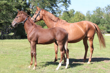 Beautiful young foal and mare showing skills at rural animal farm on horse survey show