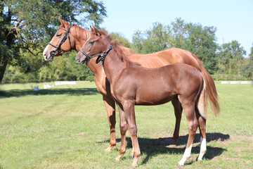 Beautiful young foal and mare showing skills at rural animal farm on horse survey show