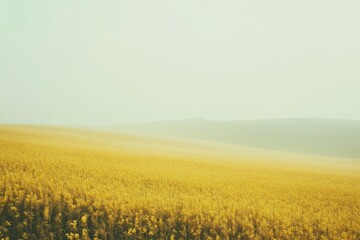A vast, open field of tall, golden grass, with a cloudy sky in the background. The grass is so tall that it almost reaches the ground, creating a sense of depth and vastness. The sky is overcast
