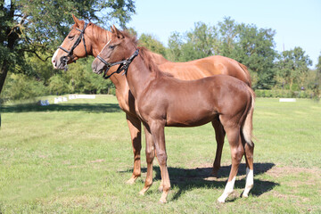 Beautiful young foal and mare showing skills at rural animal farm on horse survey show