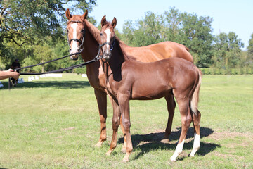 Beautiful young foal and mare showing skills at rural animal farm on horse survey show