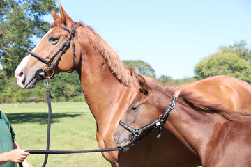 Beautiful young foal and mare showing skills at rural animal farm on horse survey show